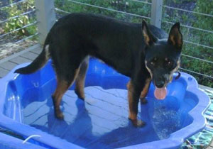Ruby, Australian Kelpie